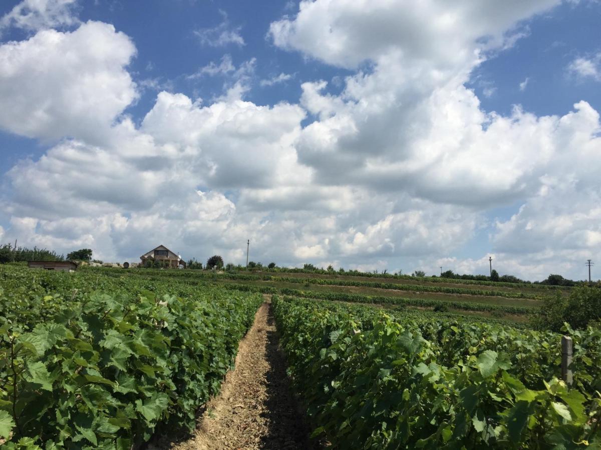 Wineyards Salin Bed and Breakfast Turda Eksteriør billede